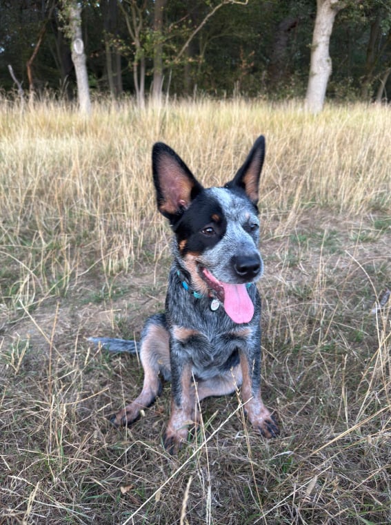 Male Australian Cattle Dog - Dogs & Puppies