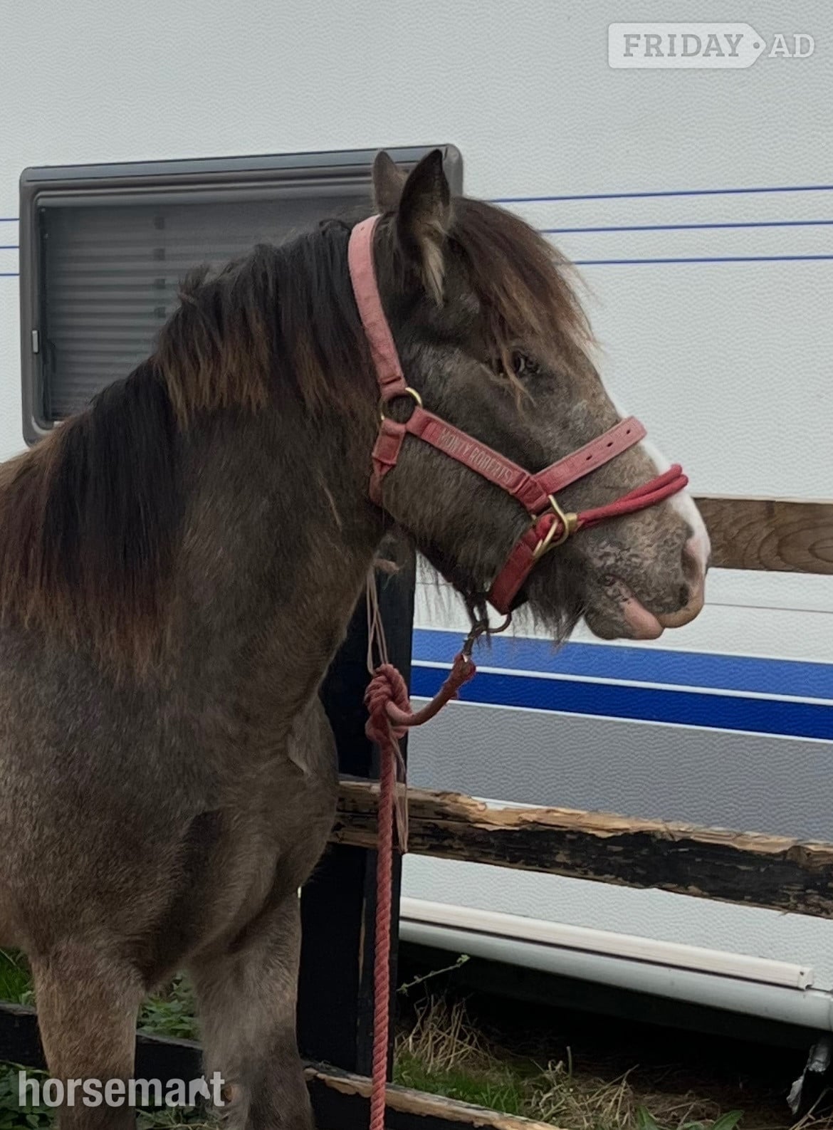 Beccles "April" Dun Mare Project Horse