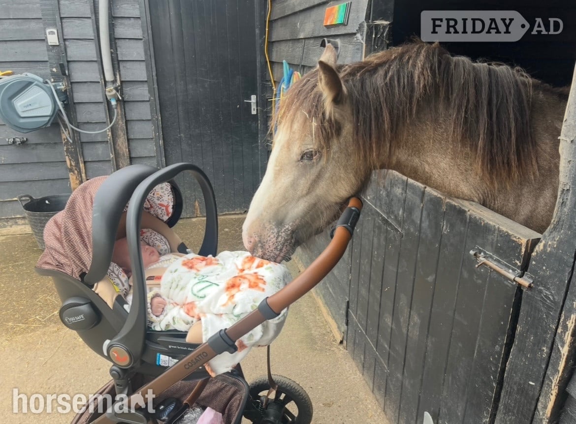 "April" Dun Mare Project Horse