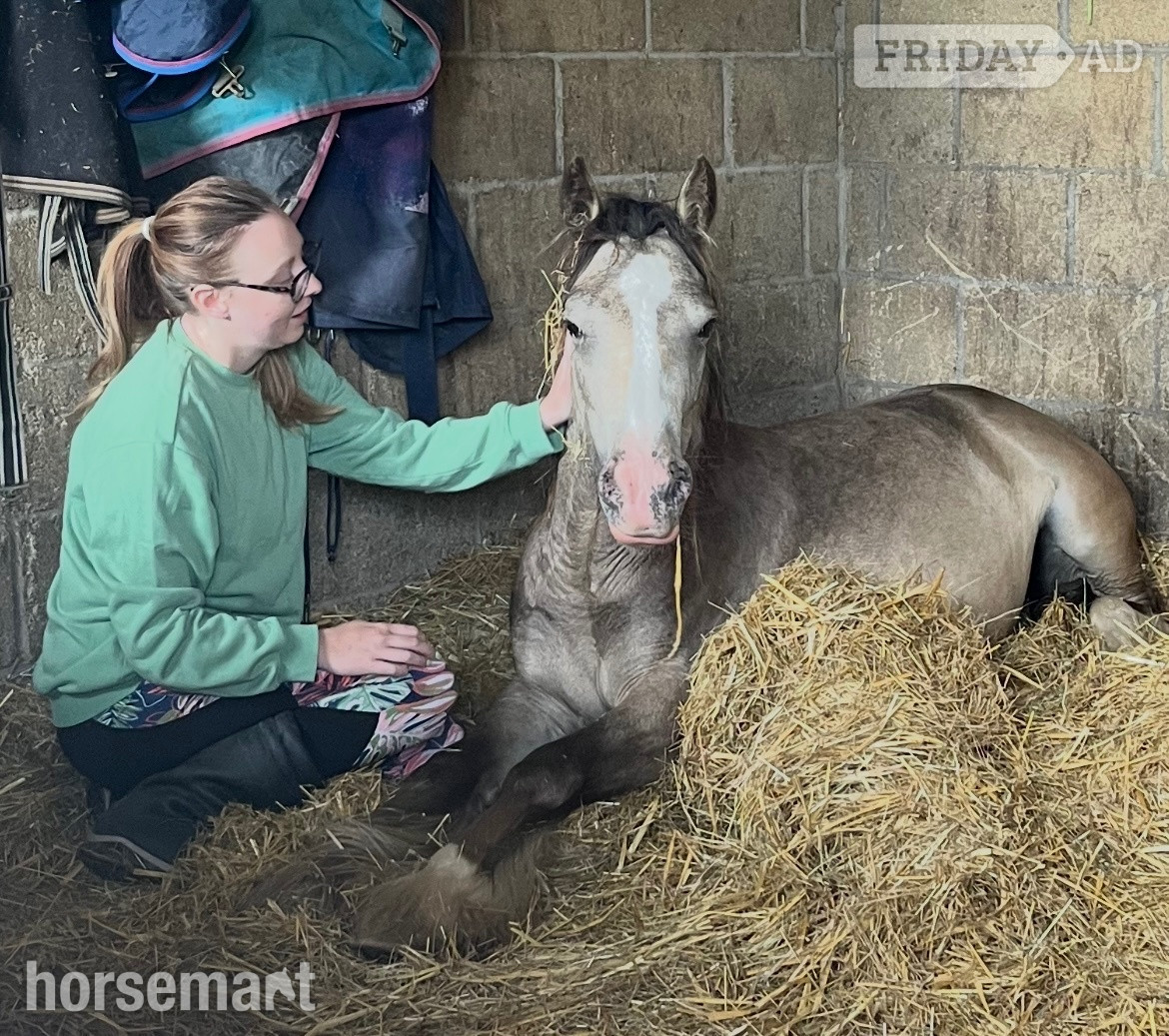 "April" Dun Mare Project Horse - Horses