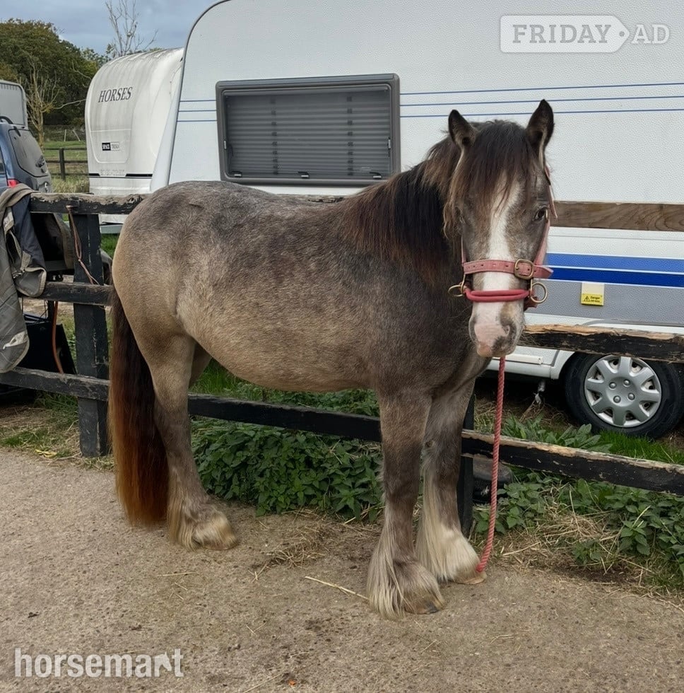 "April" Dun Mare Project Horse - Horses in Beccles