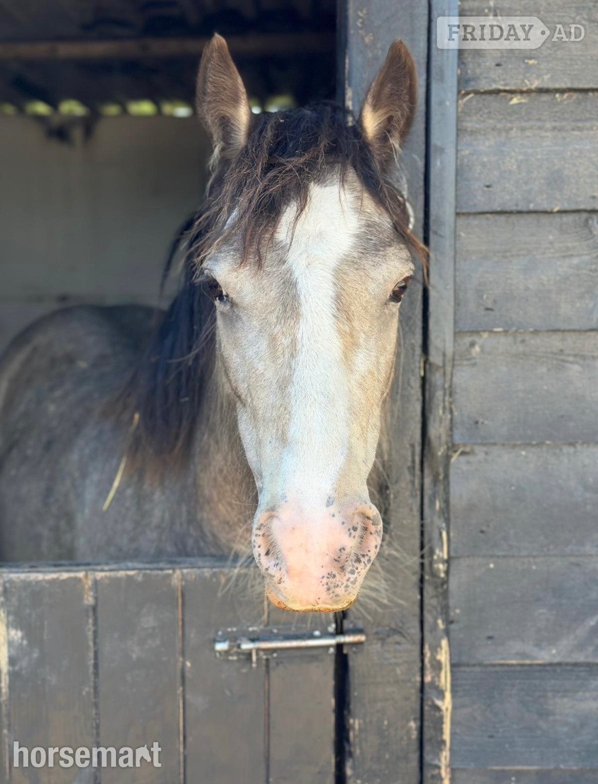 "April" Dun Mare Project Horse in Beccles