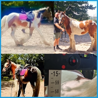 "Governor " Tri-Coloured Gelding Youngstock / Foal
