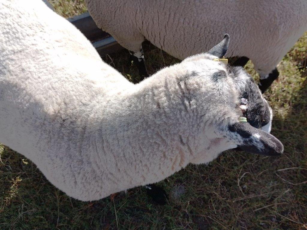 Beulah Speckled Face Rams - Livestock in Puddington
