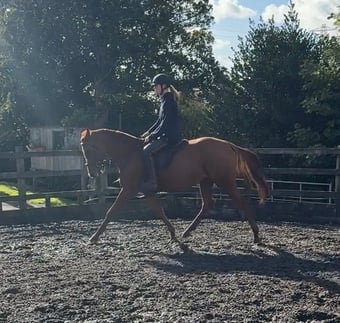 "Freaky " Chestnut Mare All Rounder