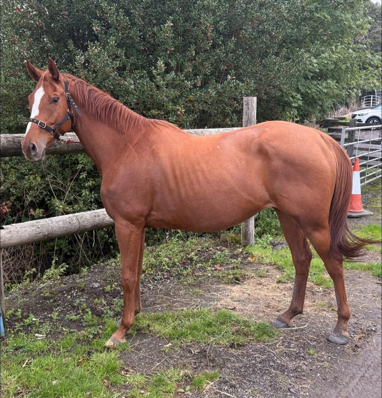 "Freaky " Chestnut Mare All Rounder