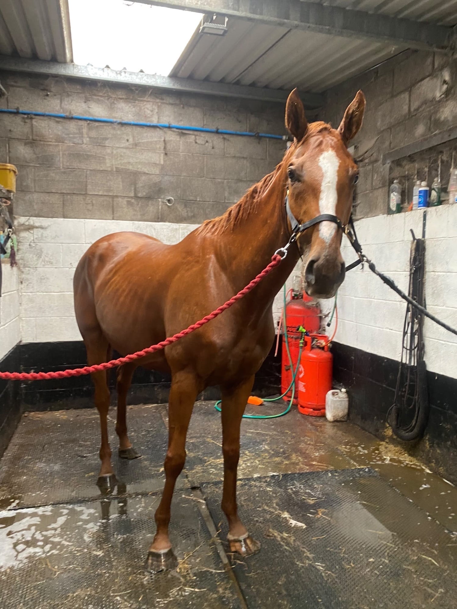 Manchester "Freaky " Chestnut Mare All Rounder