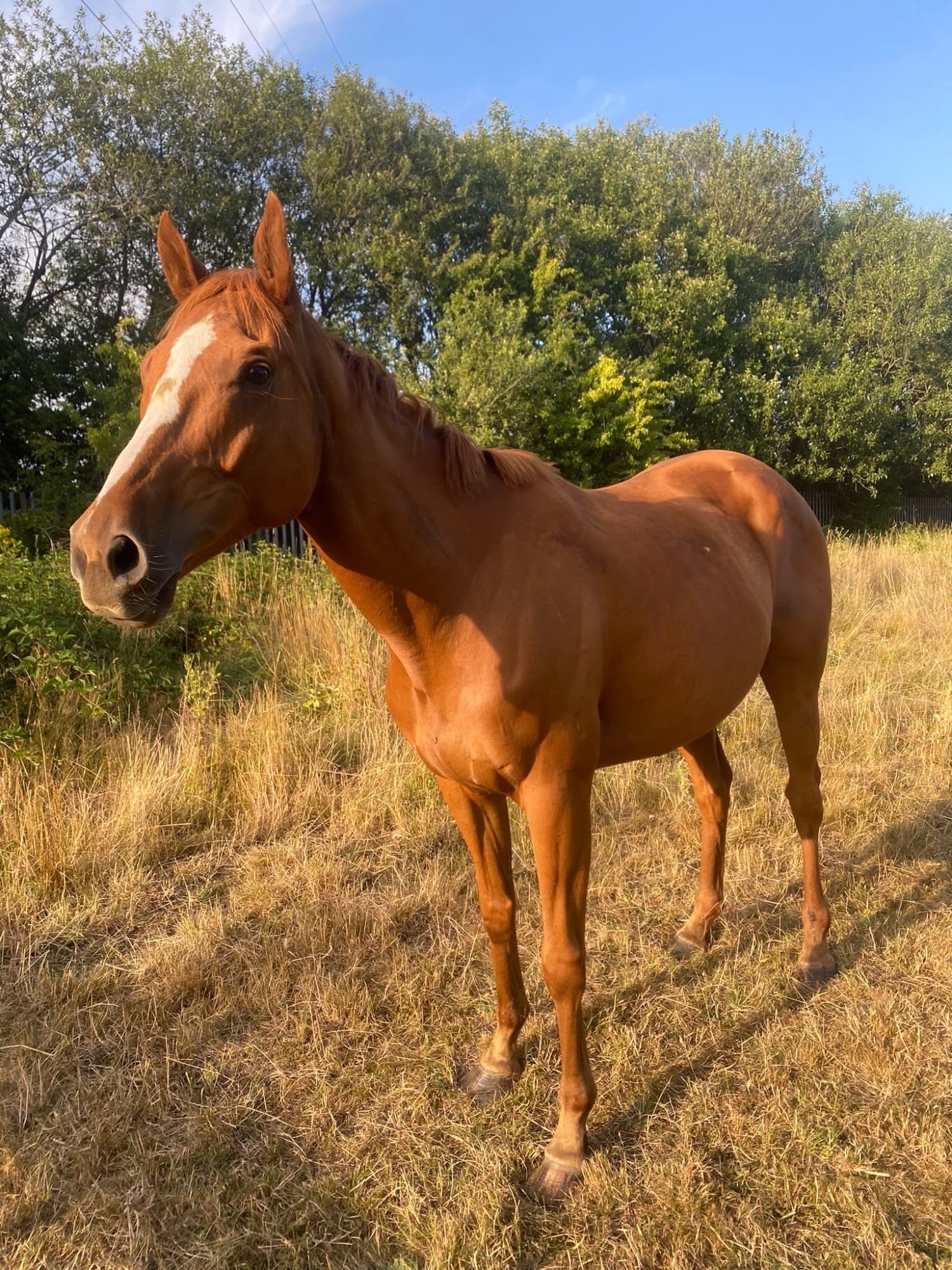 "Freaky " Chestnut Mare All Rounder - Horses