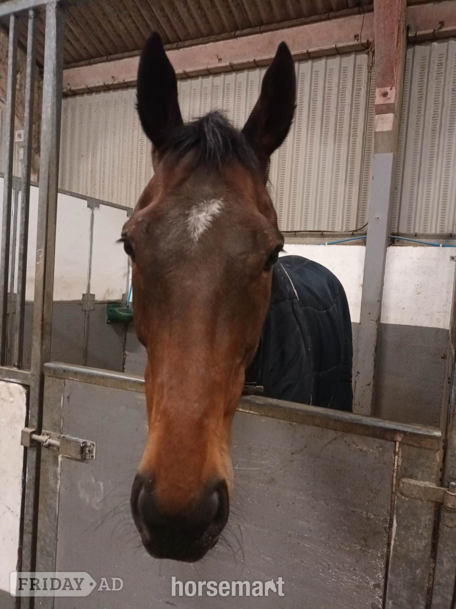 Bath "Breffni boy " Bay Gelding Ex Racehorse
