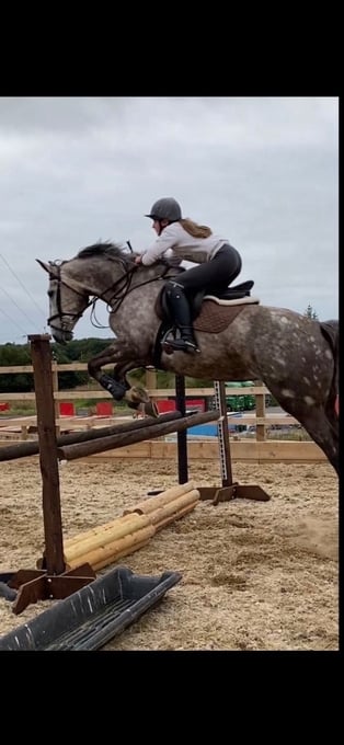 "FORANS COUGAR MINT" Grey Mare All Rounder
