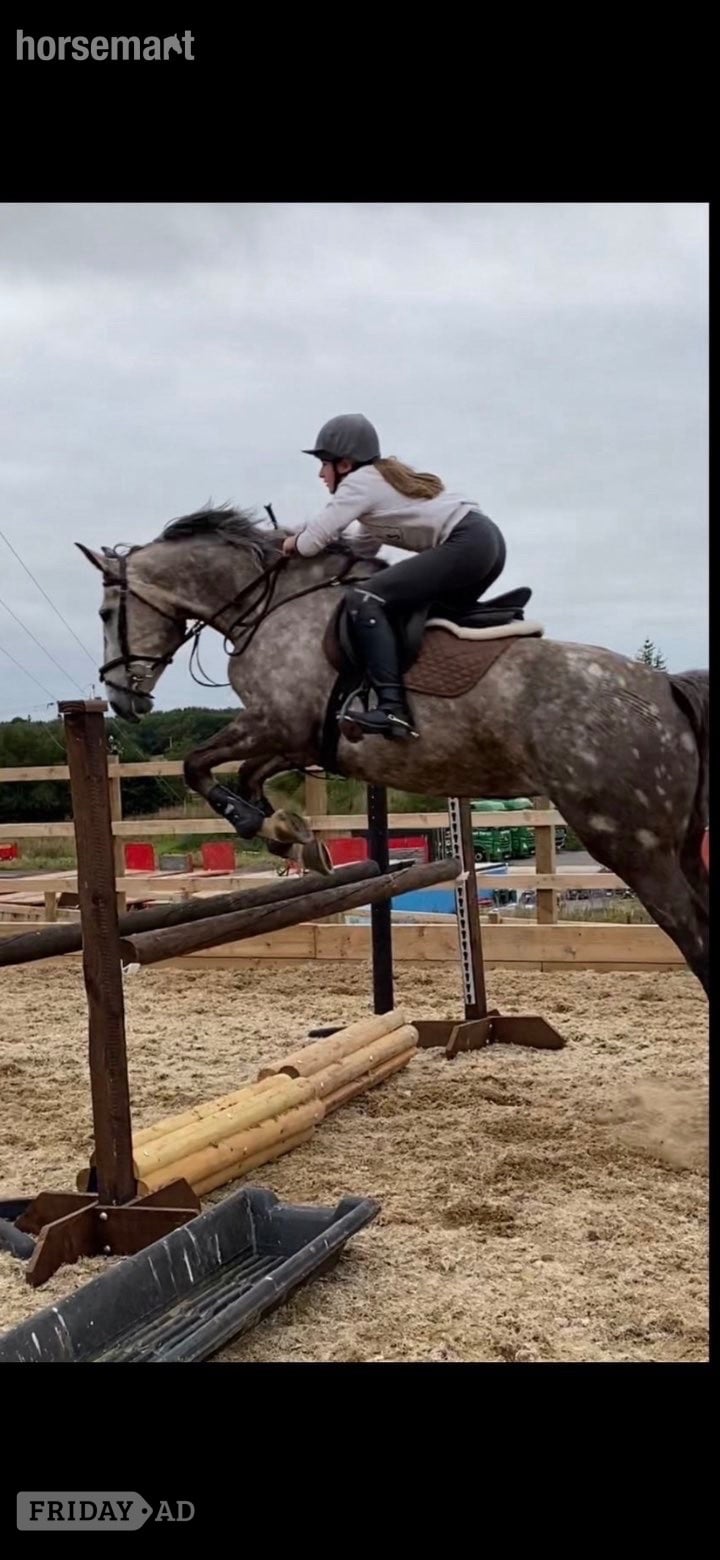 "FORANS COUGAR MINT" Grey Mare All Rounder in Dumfries