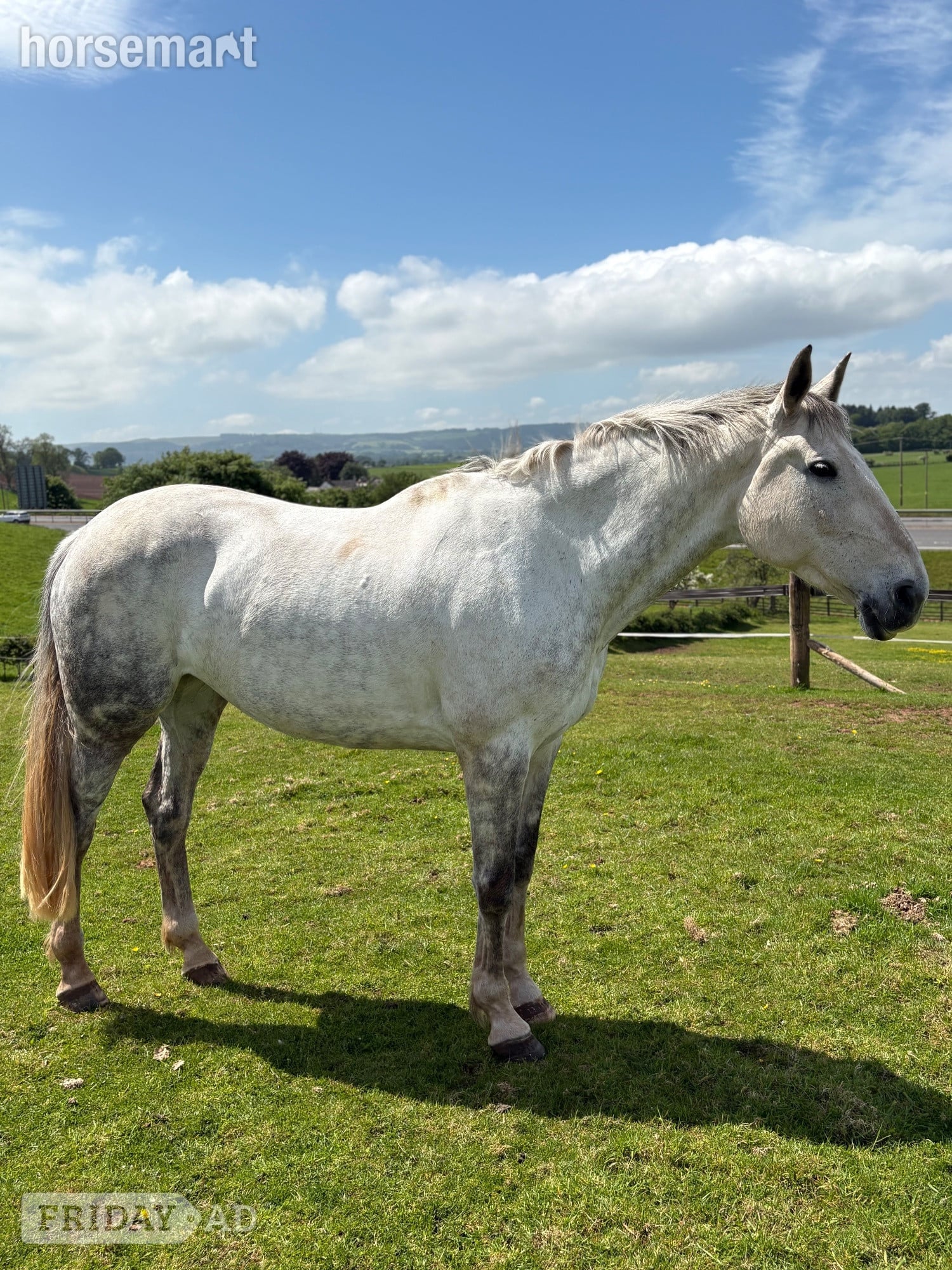 "FORANS COUGAR MINT" Grey Mare All Rounder