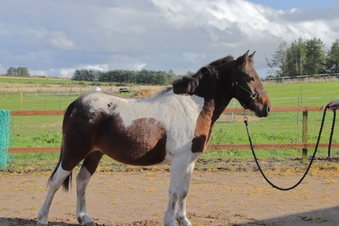 "Polony" Coloured Gelding Coloured