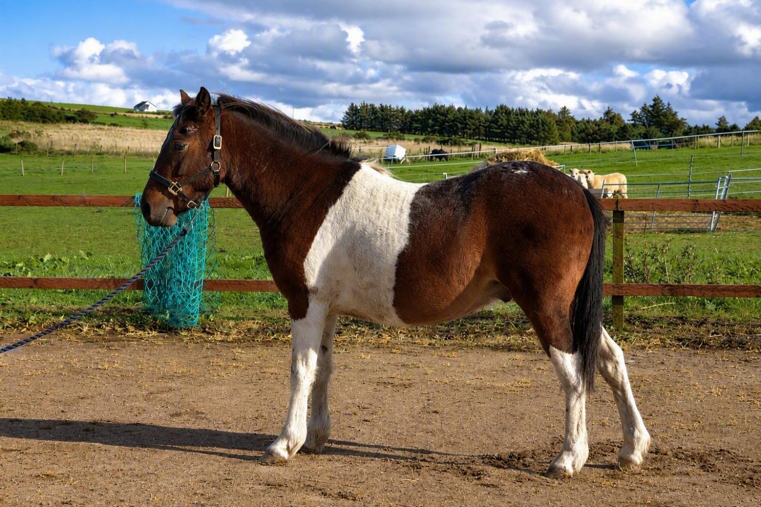 "Polony" Coloured Gelding Coloured