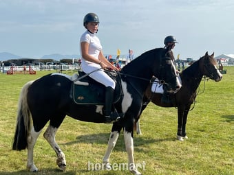 "Diva " Piebald Mare All Rounder