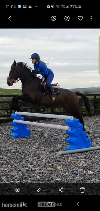 "Sia (KB'S CHEAP THRILLS)" Bay Mare Show Jumper