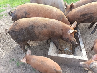 Tamworth breeding/growing on boar and gilts