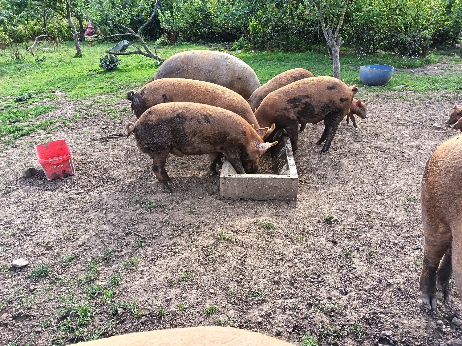 Duns Tamworth breeding/growing on boar and gilts
