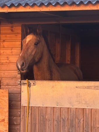 "Bob" Dun Gelding Cob/Heavy Horse