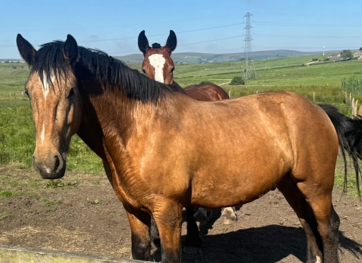 "Bob" Dun Gelding Cob/Heavy Horse