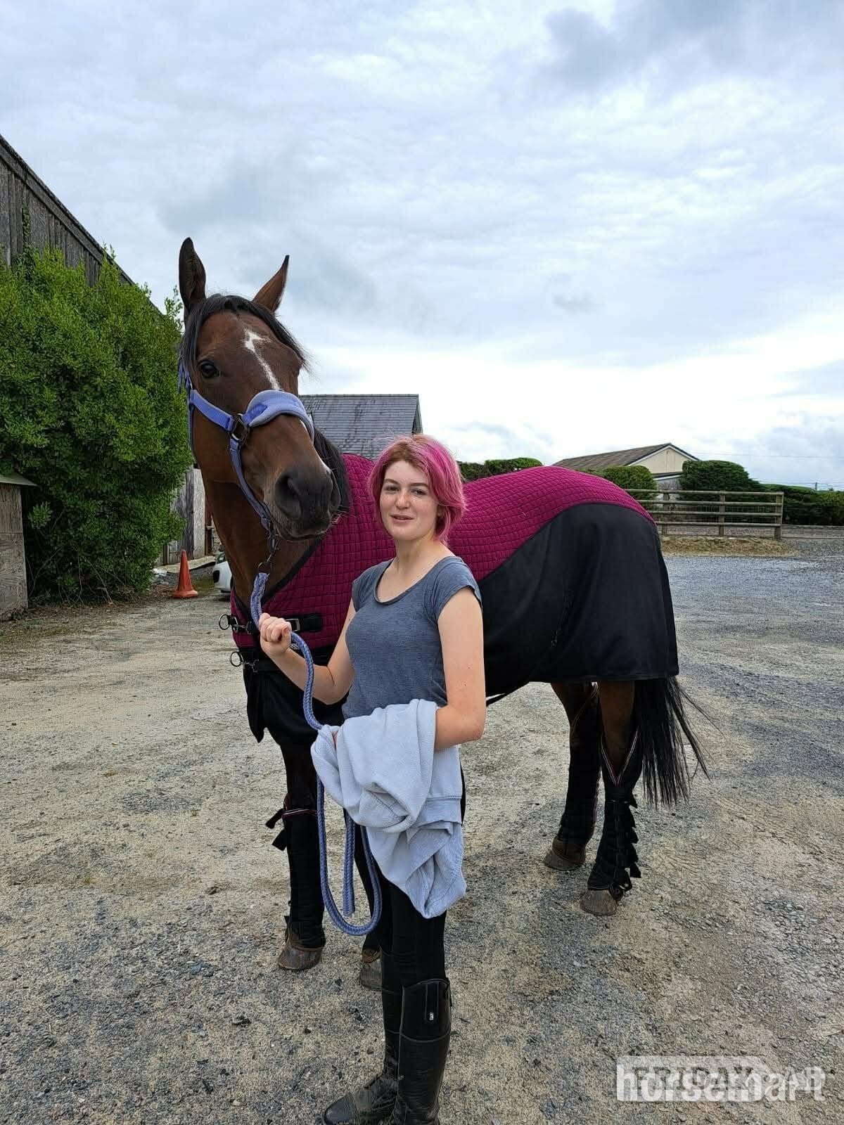 "Angel" Dark Bay Mare Ex Racehorse in Carmarthen