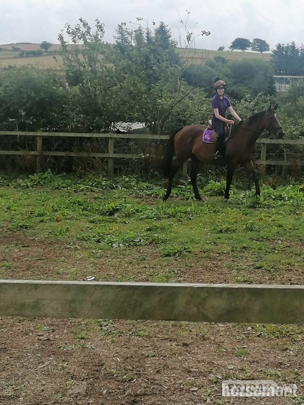 "Angel" Dark Bay Mare Ex Racehorse