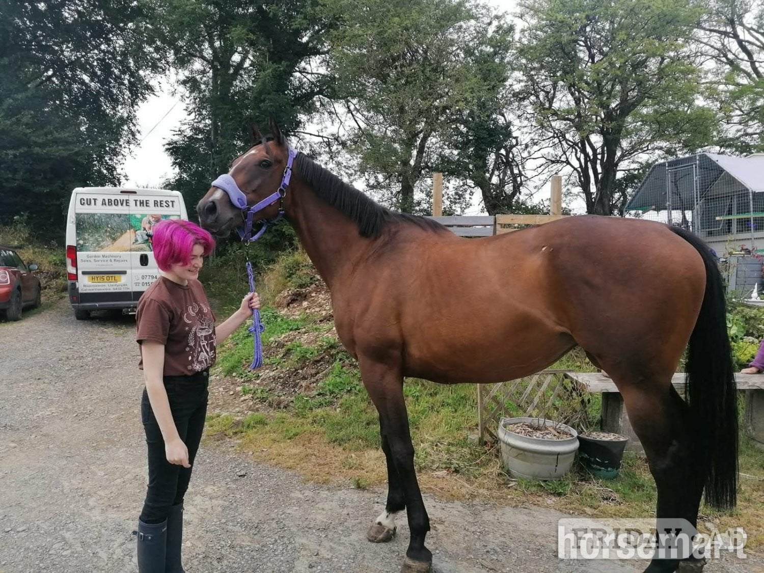 Carmarthen "Angel" Dark Bay Mare Ex Racehorse