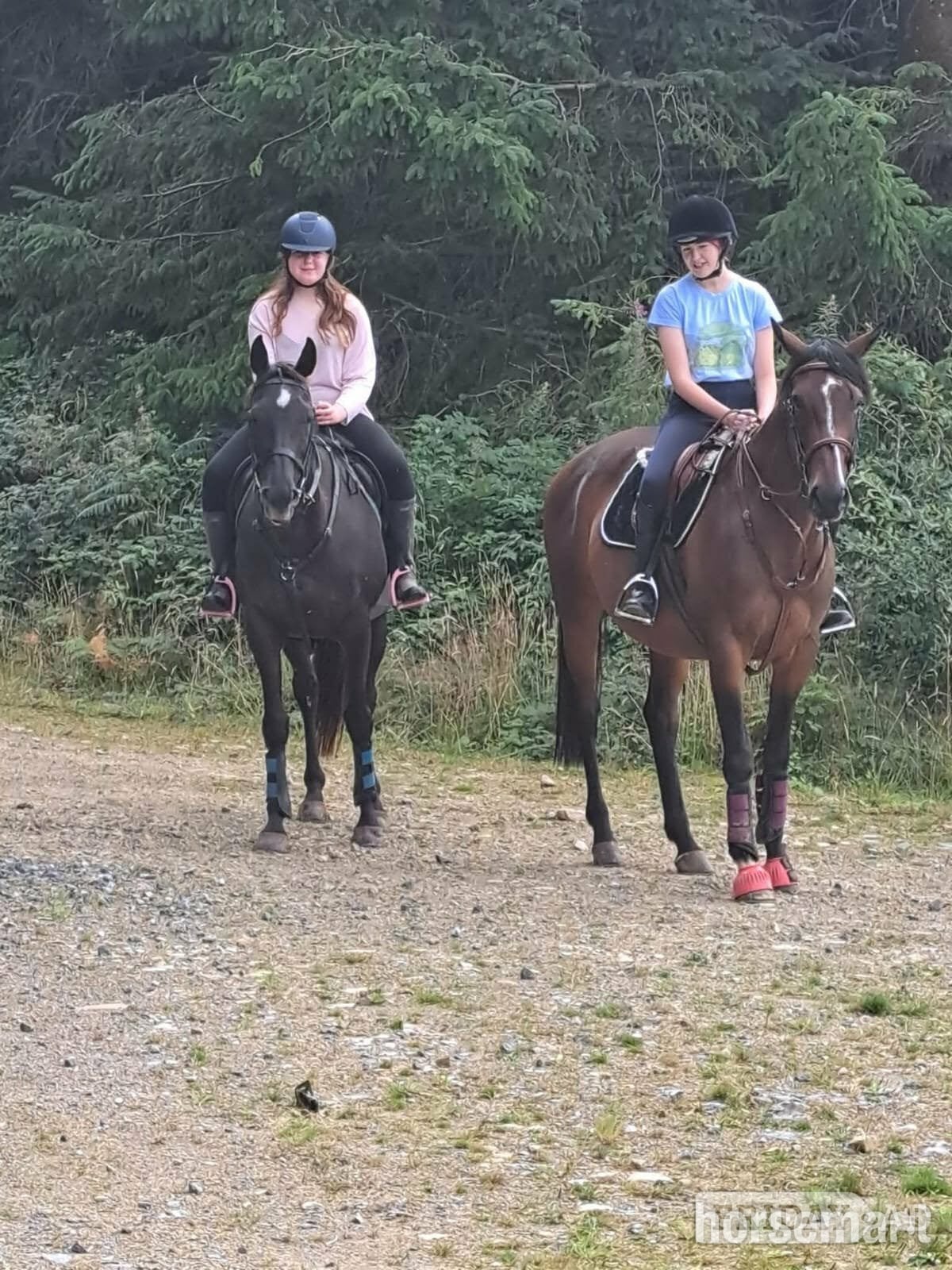 "Angel" Dark Bay Mare Ex Racehorse - Horses in Carmarthen