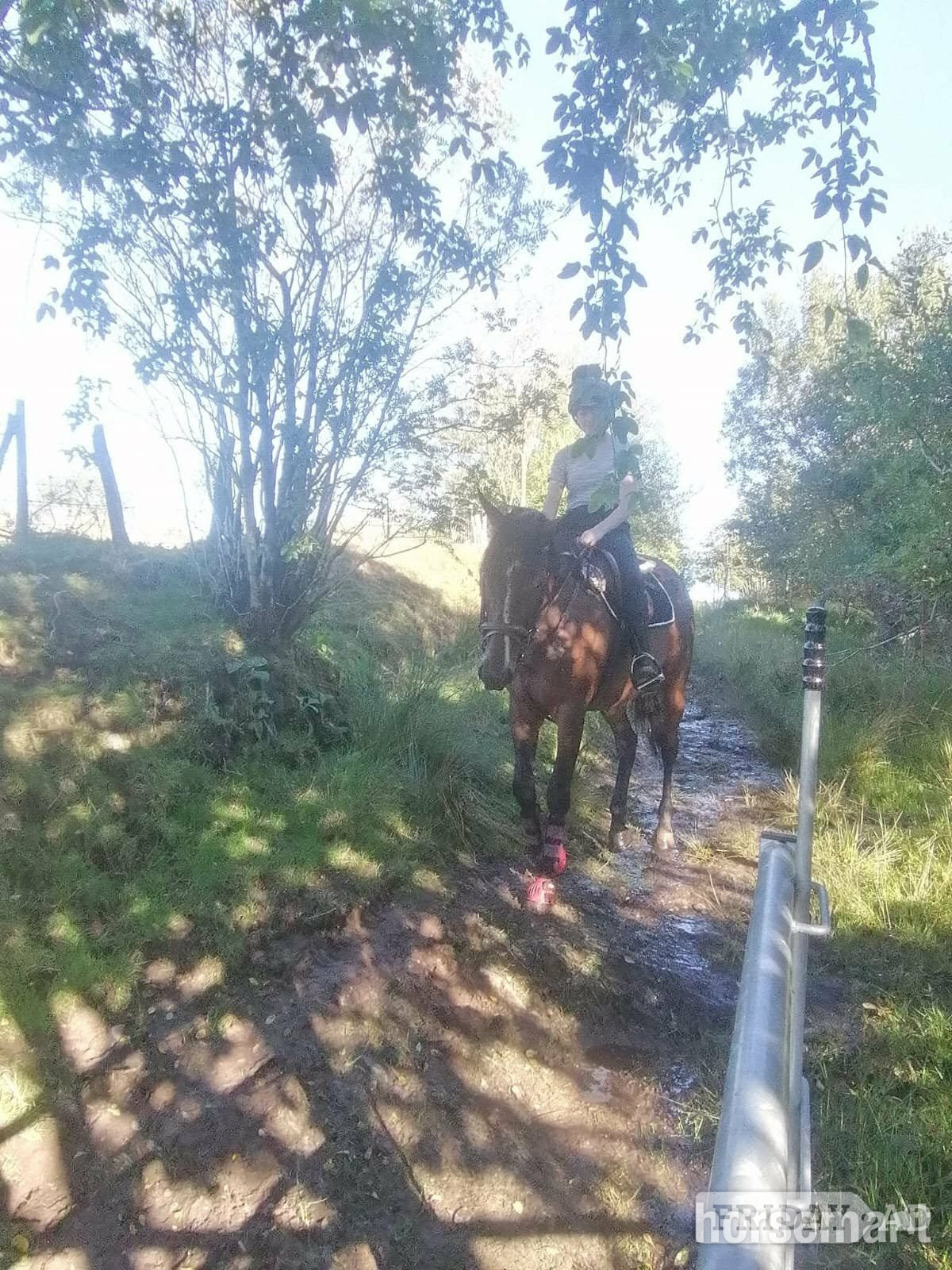 "Angel" Dark Bay Mare Ex Racehorse - Horses