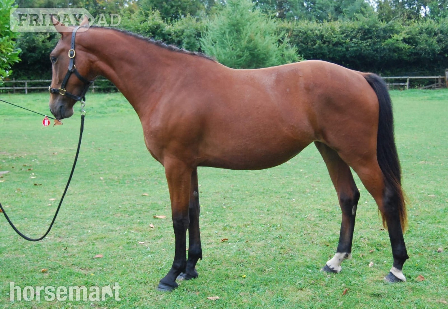 "Super" Bay Filly All Rounder in Dublin