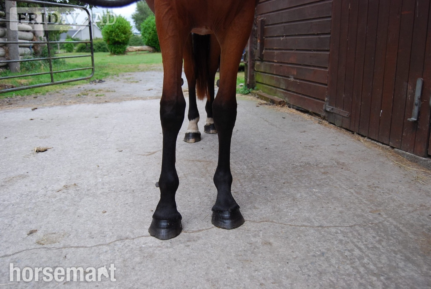 Dublin "Super" Bay Filly All Rounder
