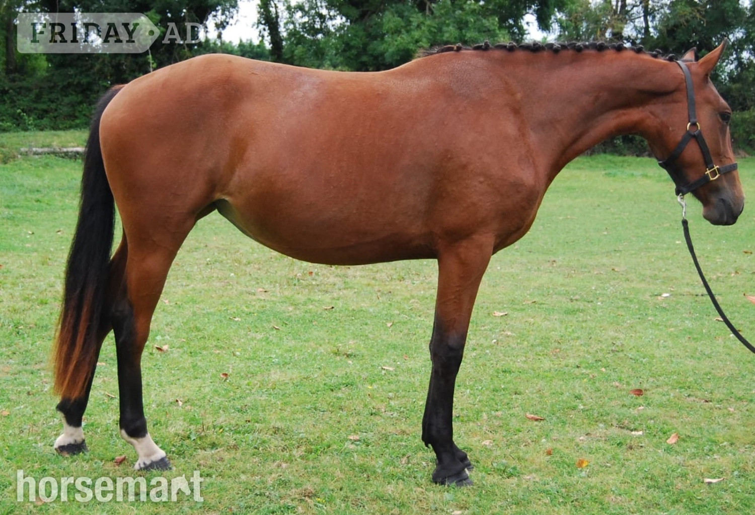"Super" Bay Filly All Rounder