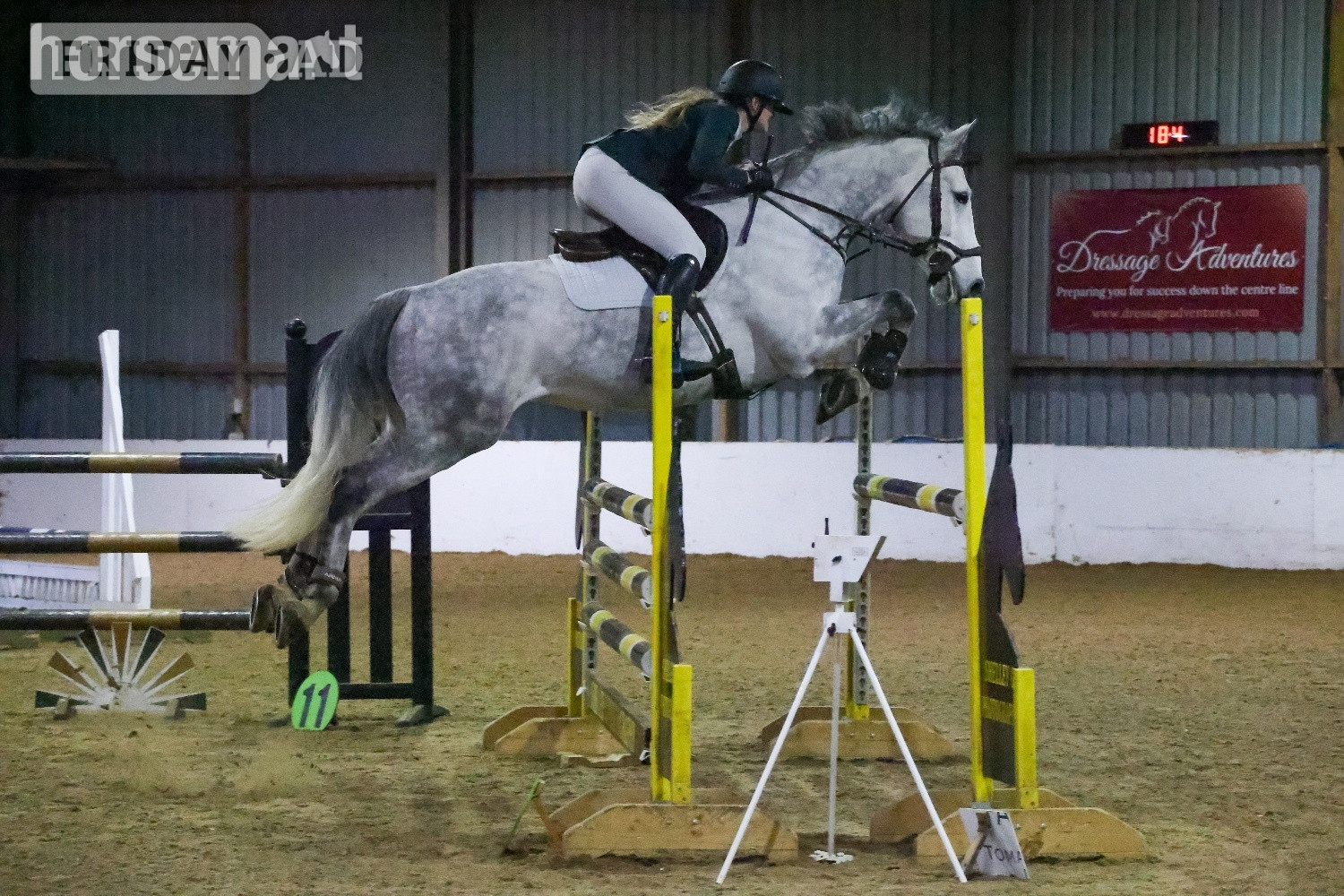 "River" Grey Gelding All Rounder in Bury St. Edmunds