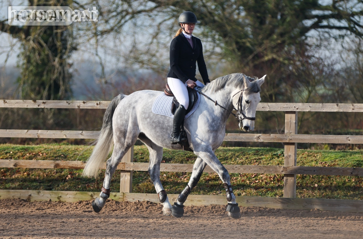 Bury St. Edmunds "River" Grey Gelding All Rounder