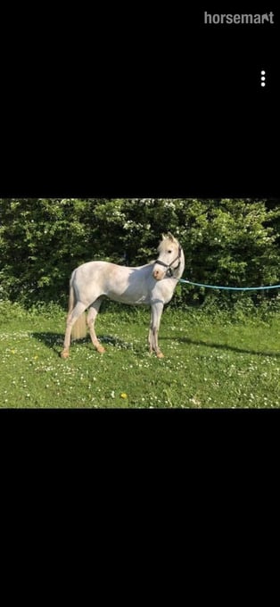 "Freckles " Strawberry Roan Mare All Rounder