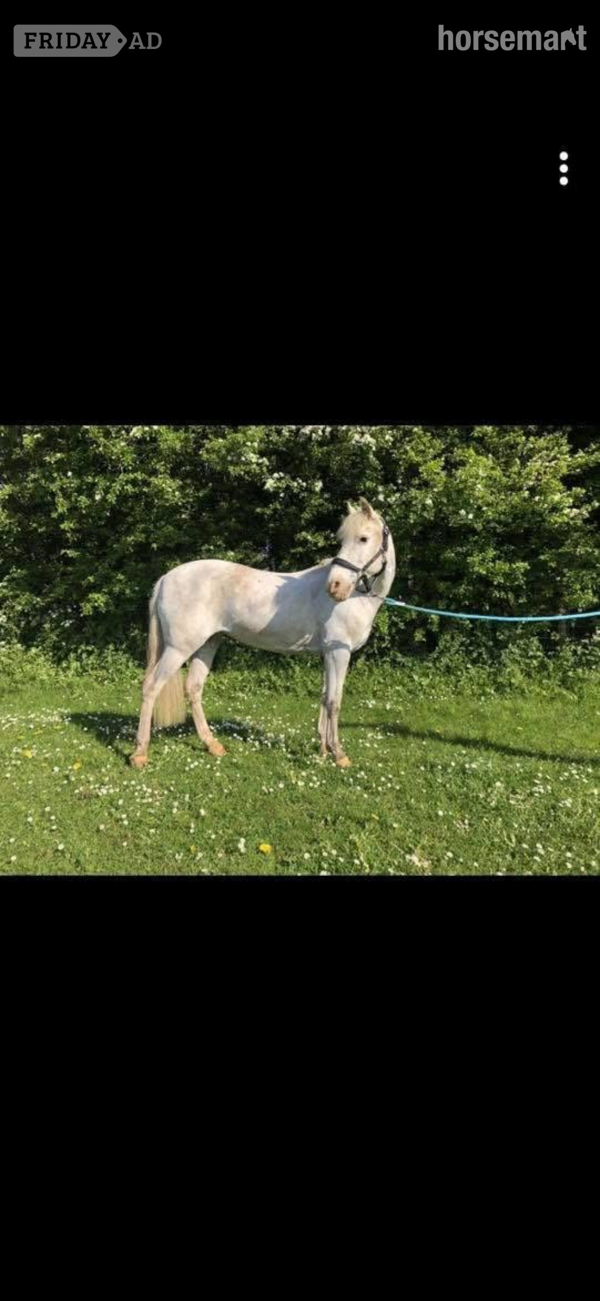 "Freckles " Strawberry Roan Mare All Rounder in Bath