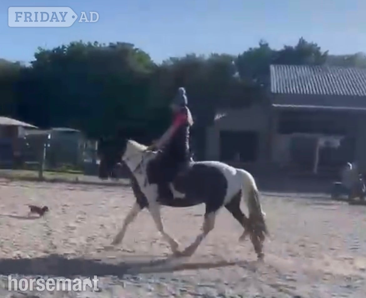 "Willis" Piebald Gelding All Rounder in Narberth