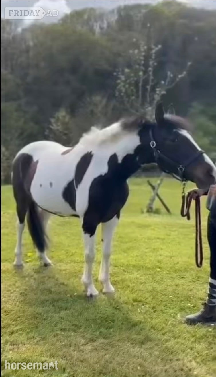 "Willis" Piebald Gelding All Rounder