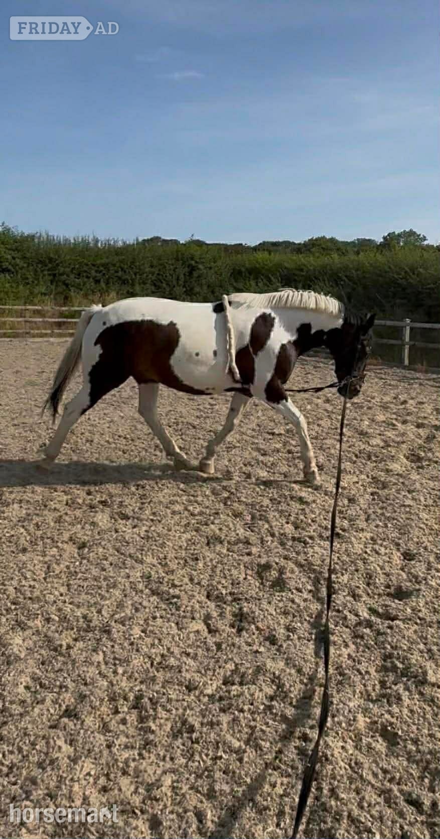 Narberth "Willis" Piebald Gelding All Rounder