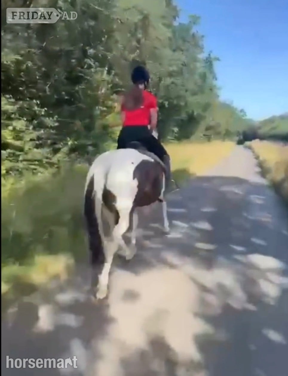 "Willis" Piebald Gelding All Rounder - Horses in Narberth