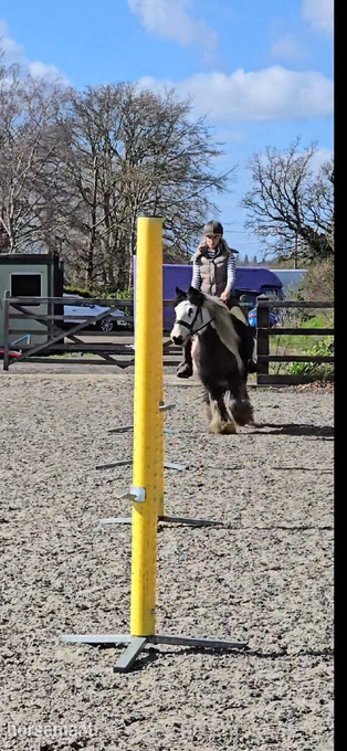 "Dash" Piebald Gelding Cob/Heavy Horse