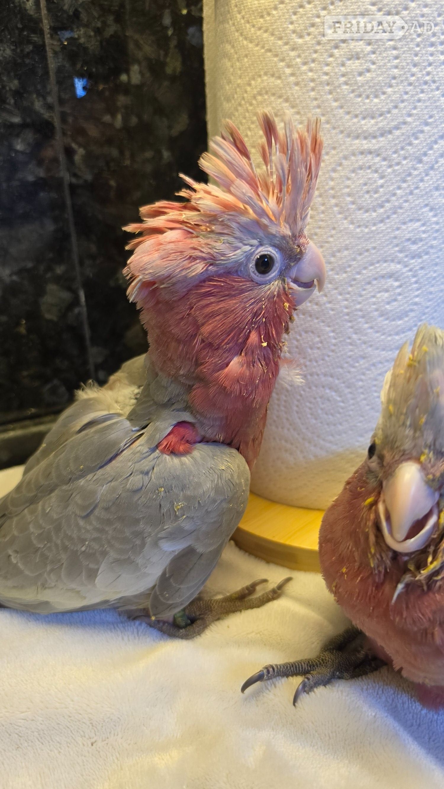 Hand-Raised cockatoo Galah Baby Parrot in London