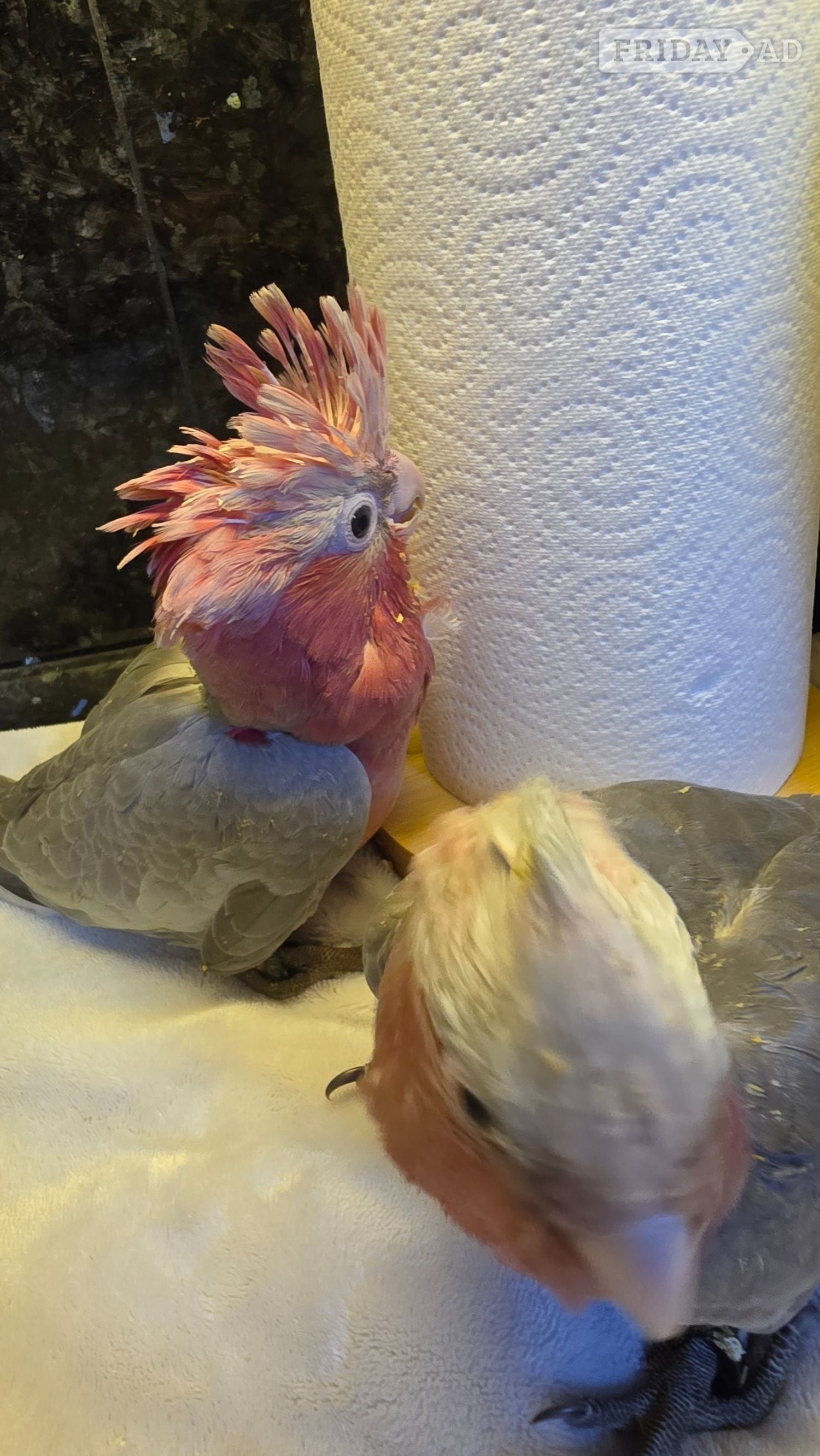 London Hand-Raised cockatoo Galah Baby Parrot