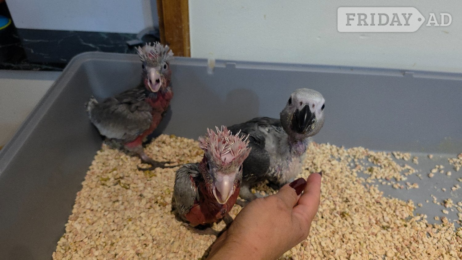 Hand-Raised cockatoo Galah Baby Parrot - Birds in London