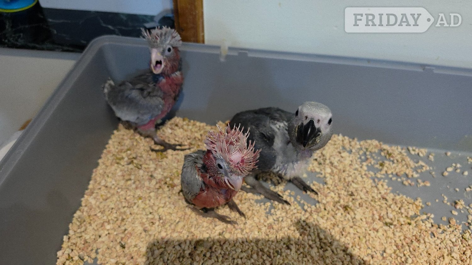Hand-Raised cockatoo Galah Baby Parrot - Birds