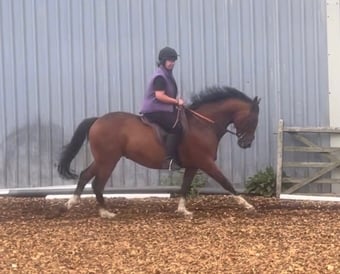 "Freddie " Bay Gelding Project Horse