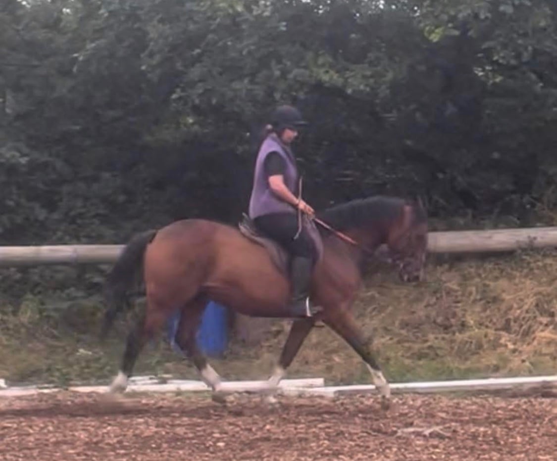 "Freddie " Bay Gelding Project Horse