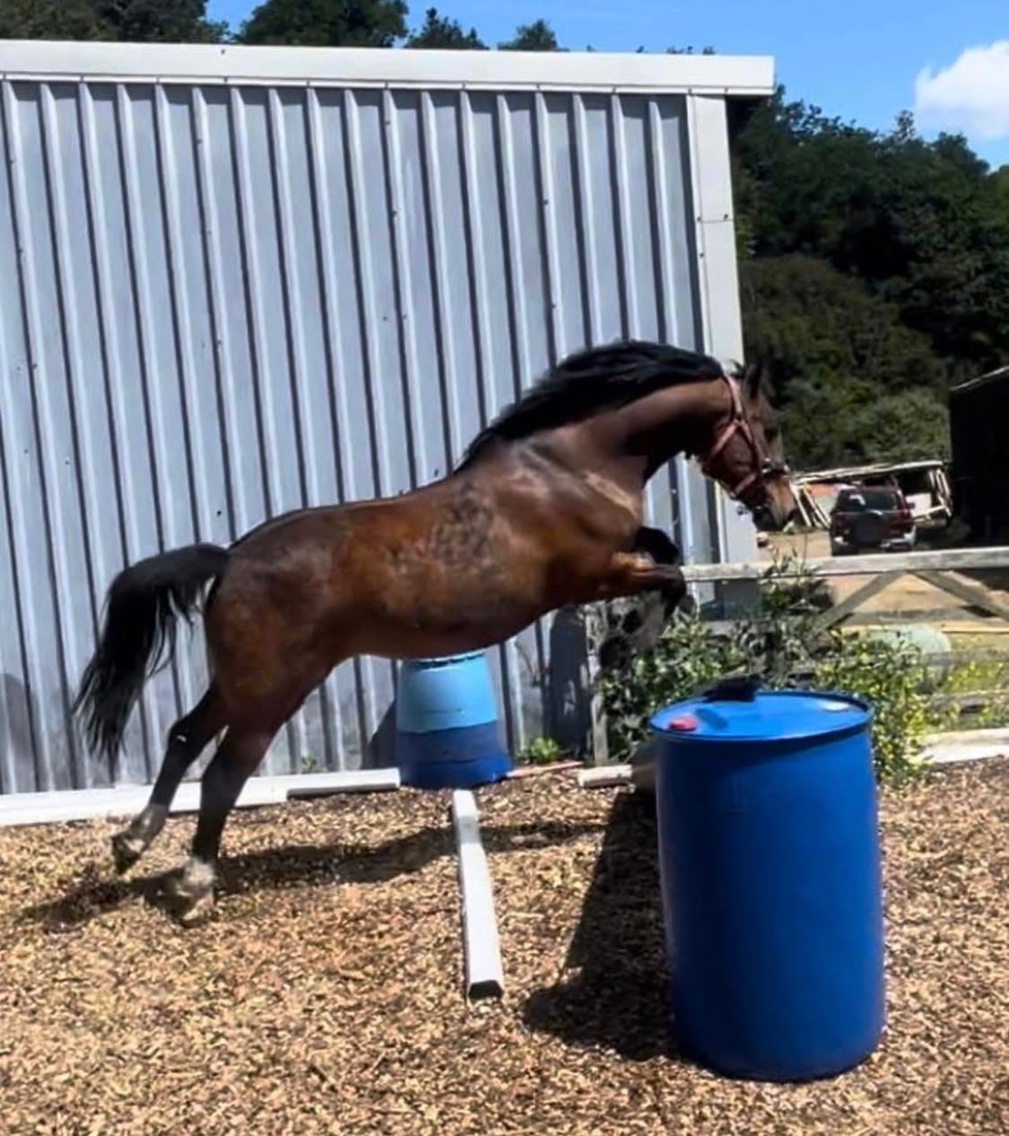 Swansea "Freddie " Bay Gelding Project Horse