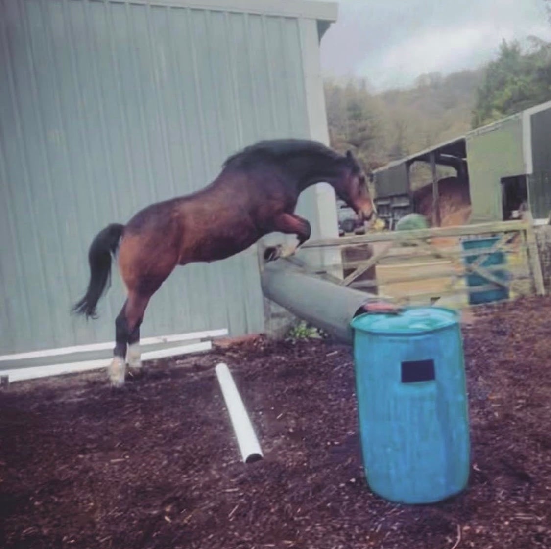 "Freddie " Bay Gelding Project Horse - Horses in Swansea