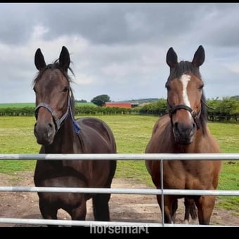 "Chloe" Dark Brown Filly All Rounder